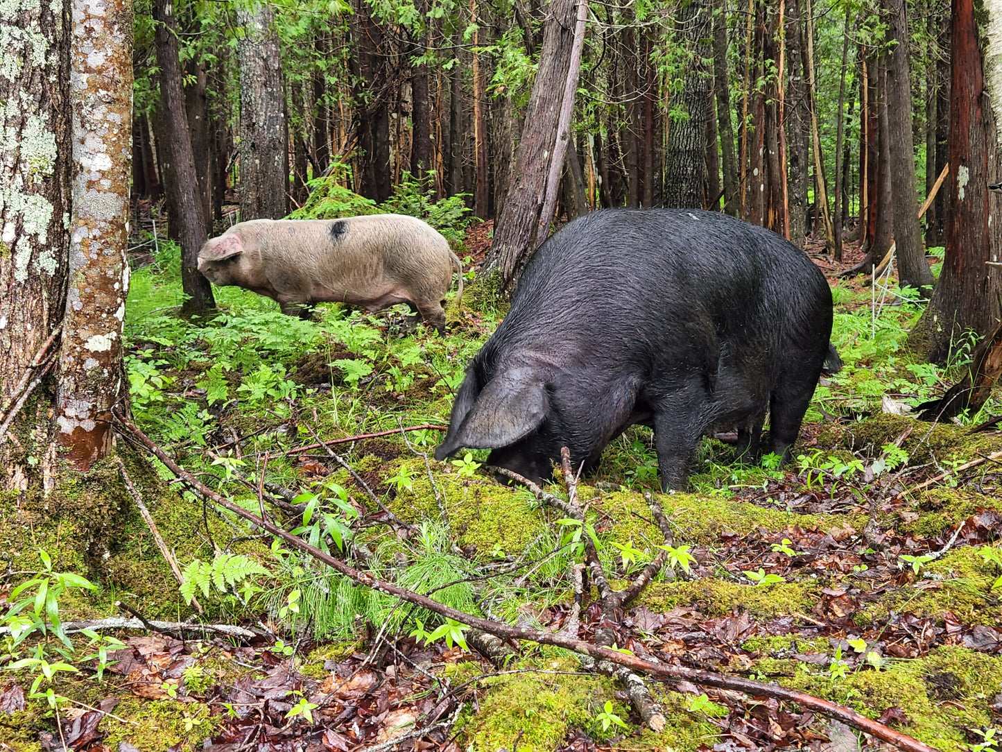 Half Hog - Deposit