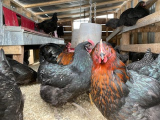 June 28th Organic Poultry Processing Workshop Participant