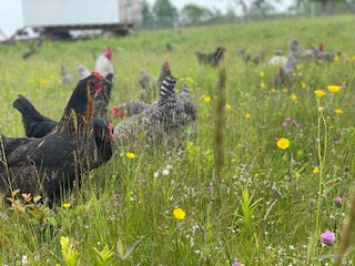 MOFGA Organic Eggs