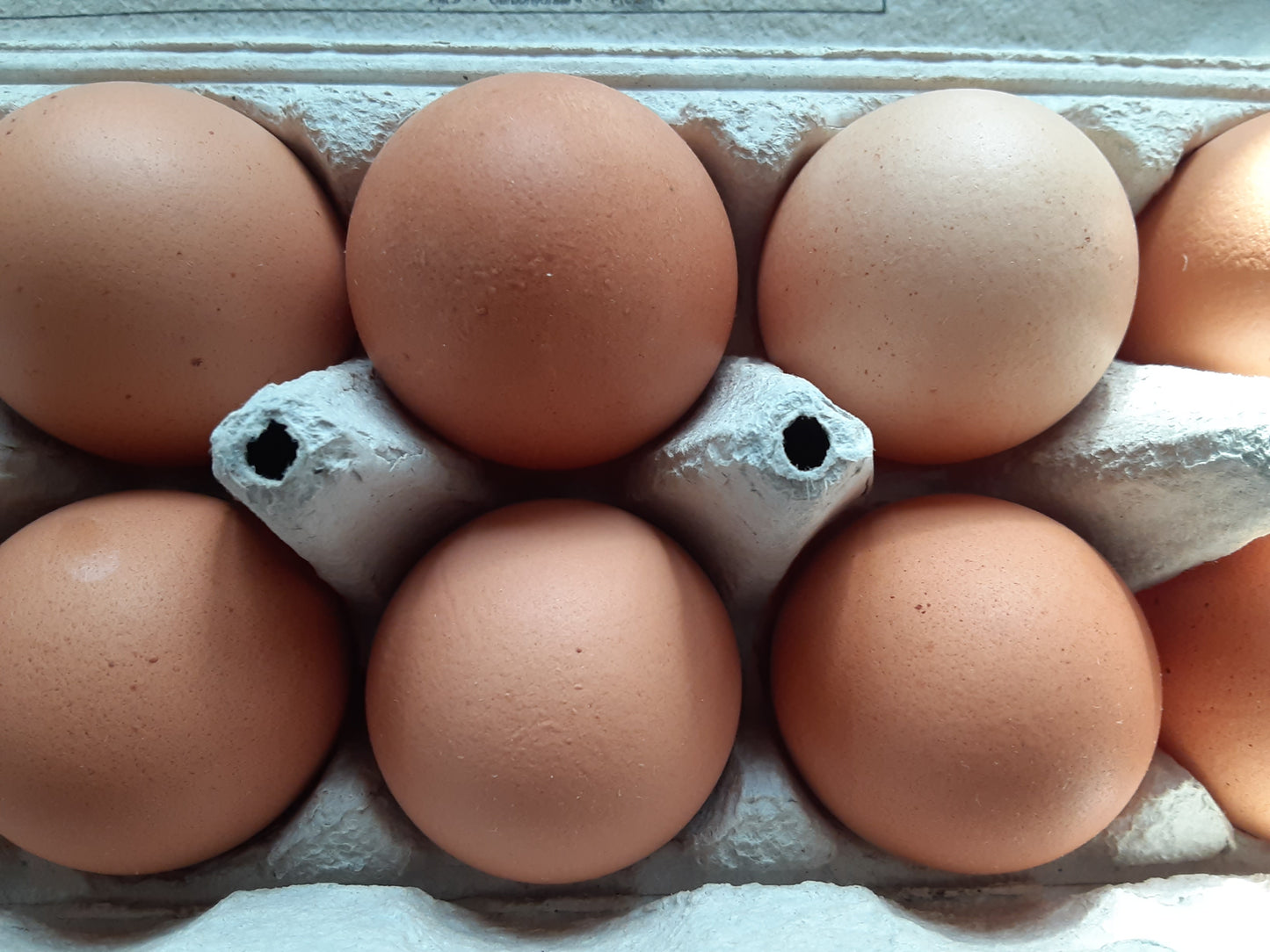 2026 Summer CSA
