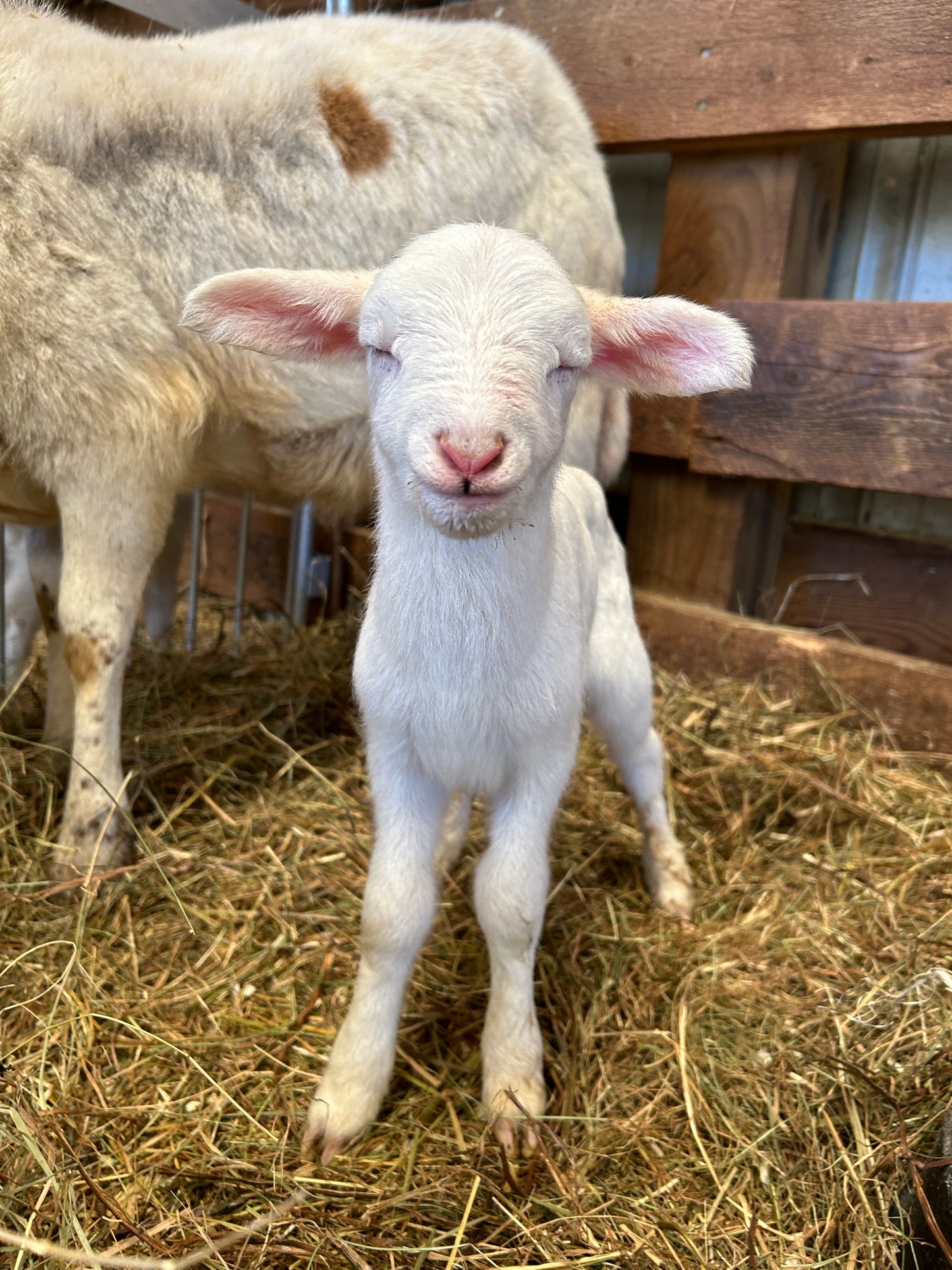 Lambing Workshop - Registration Fees