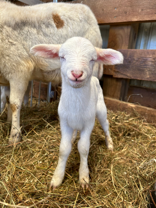 Lambing Workshop - Registration Fees