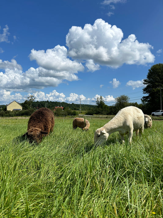 Half Lamb- Deposit