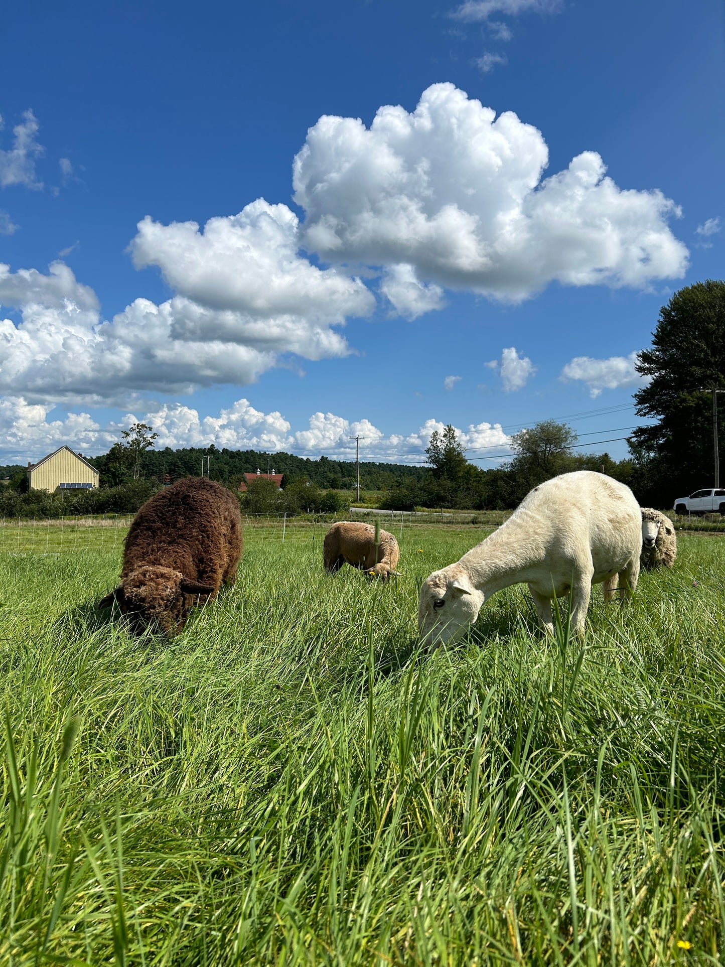 Whole Lamb-Deposit
